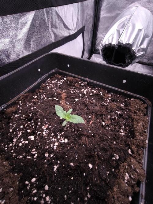 Black Domina. Week 1