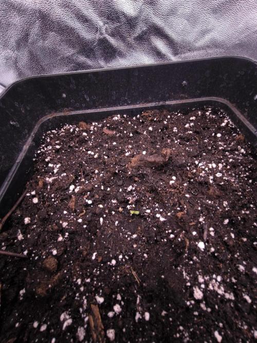 Black Domina. Week 1