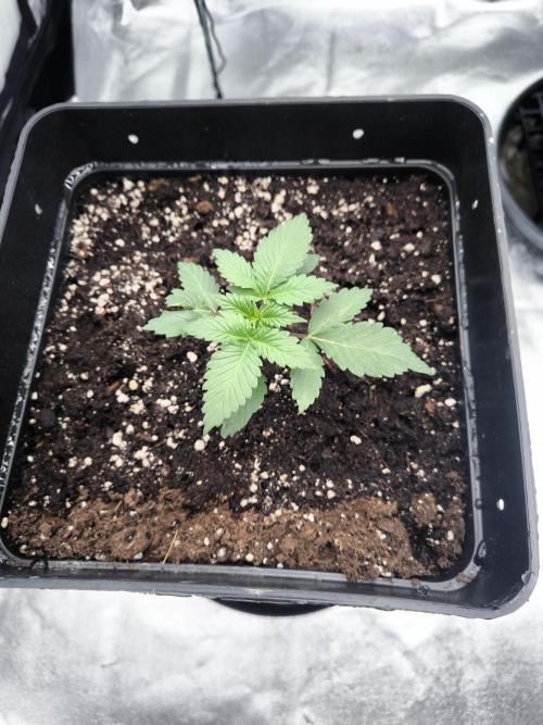 Black Domina. Week 2
