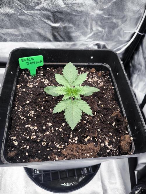 Black Domina. Week 2