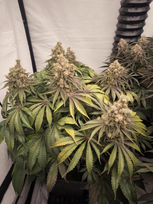 Mimosa x Orange punch. Week 10