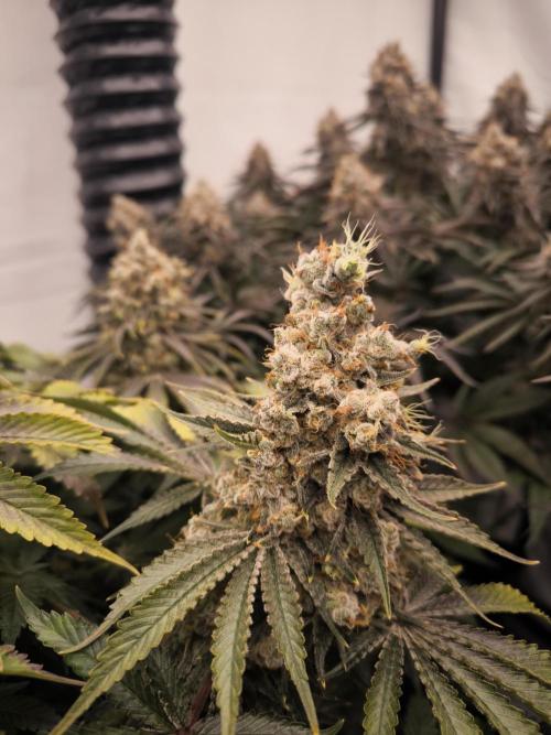 Mimosa x Orange punch. Week 10