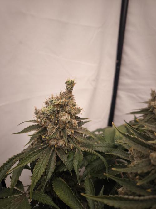Mimosa x Orange punch. Week 10