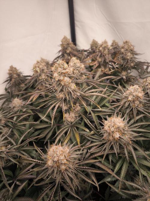 Mimosa x Orange punch. Week 10
