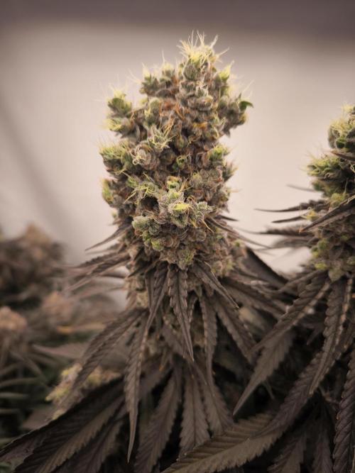 Mimosa x Orange punch. Week 10