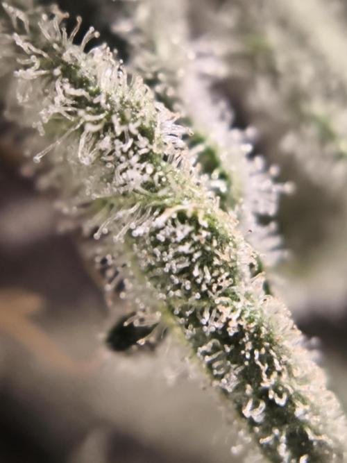 Mimosa x Orange punch. Week 10