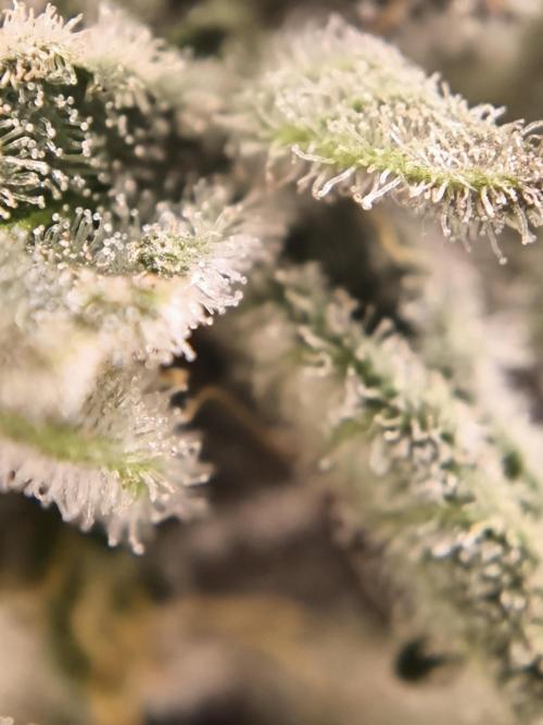Mimosa x Orange punch. Week 10
