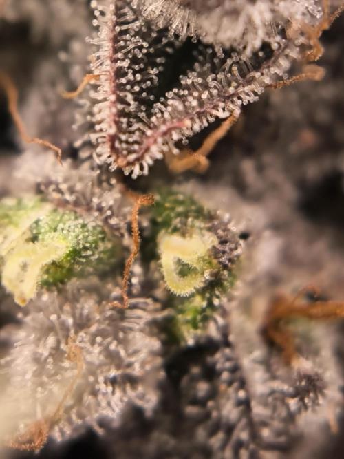 Mimosa x Orange punch. Week 10