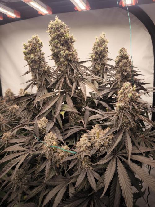 Mimosa x Orange punch. Week 10