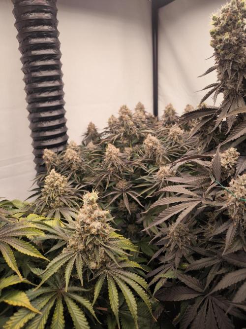 Mimosa x Orange punch. Week 10