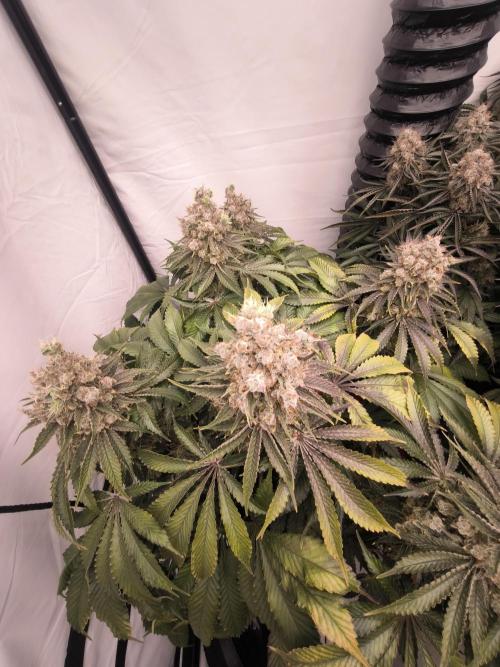 Mimosa x Orange punch. Week 10