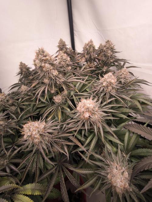 Mimosa x Orange punch. Week 10