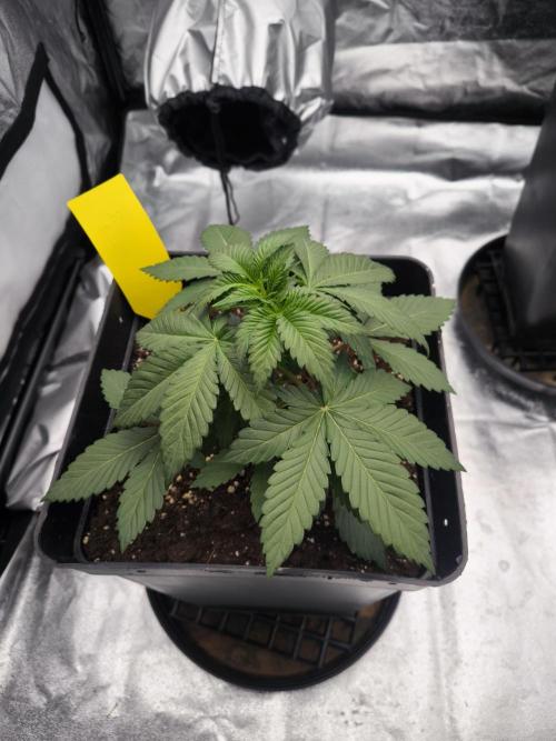 Black Domina. Week 3