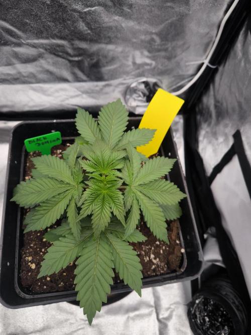 Black Domina. Week 3
