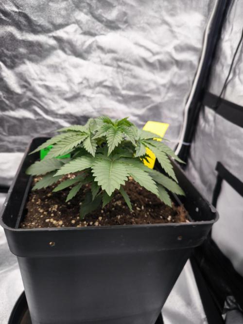 Black Domina. Week 3