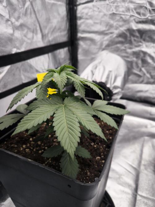 Black Domina. Week 3