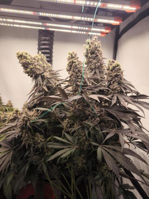 Mimosa x Orange punch. Week 11