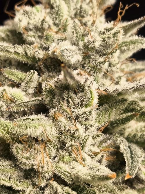 Mimosa x Orange punch. Week 11