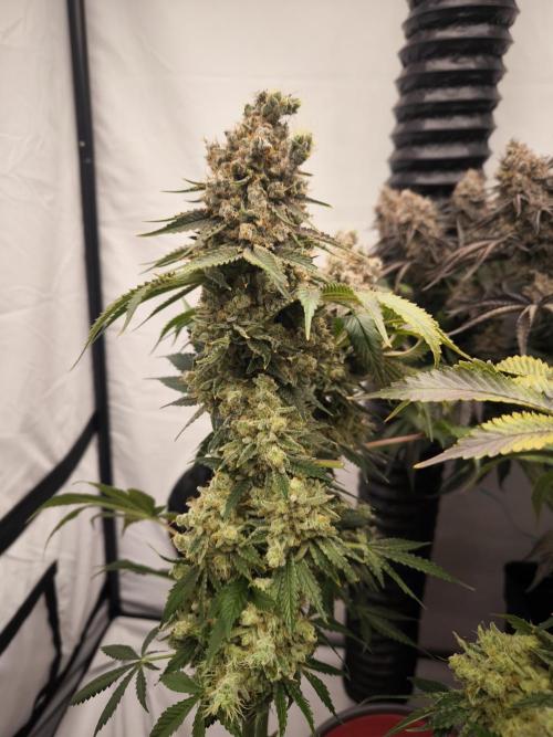 Mimosa x Orange punch. Week 11