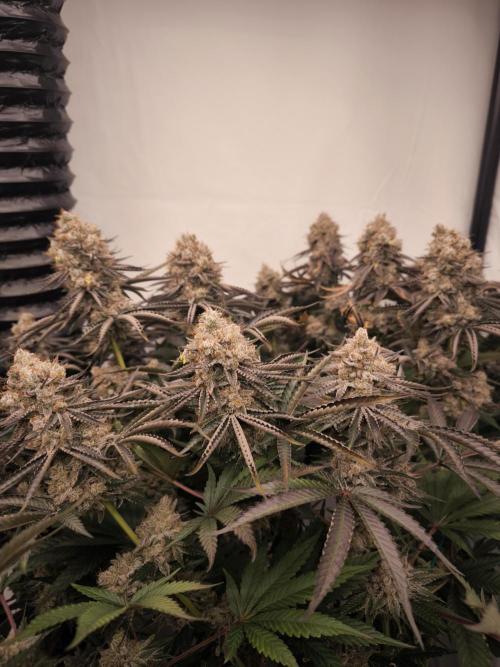 Mimosa x Orange punch. Week 11