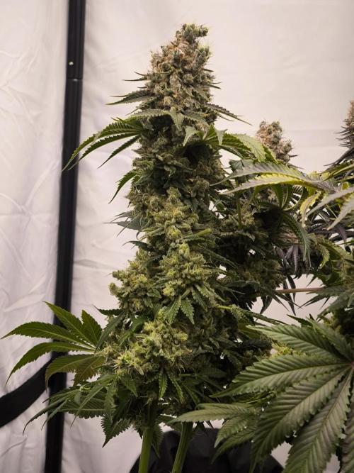 Mimosa x Orange punch. Week 11