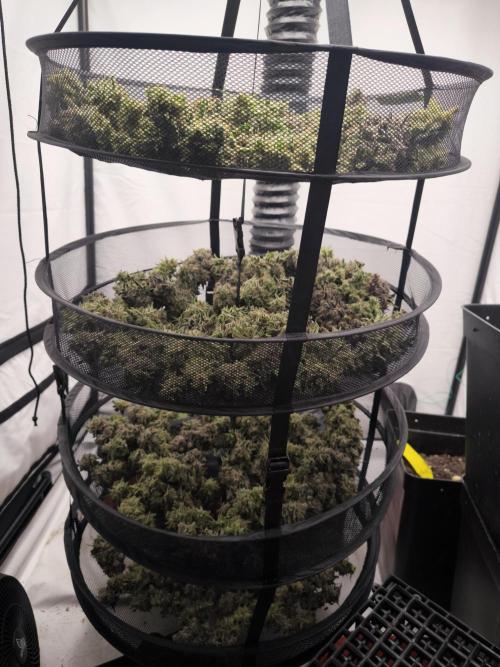 Mimosa x Orange punch. Week 11