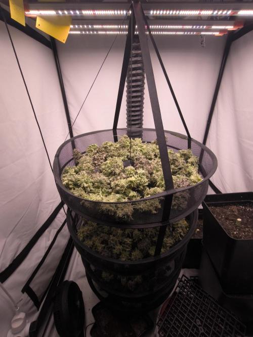 Mimosa x Orange punch. Week 11