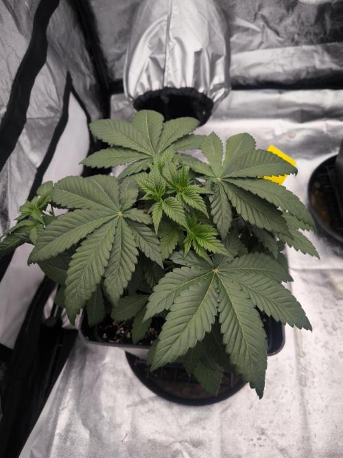 Black Domina. Week 4