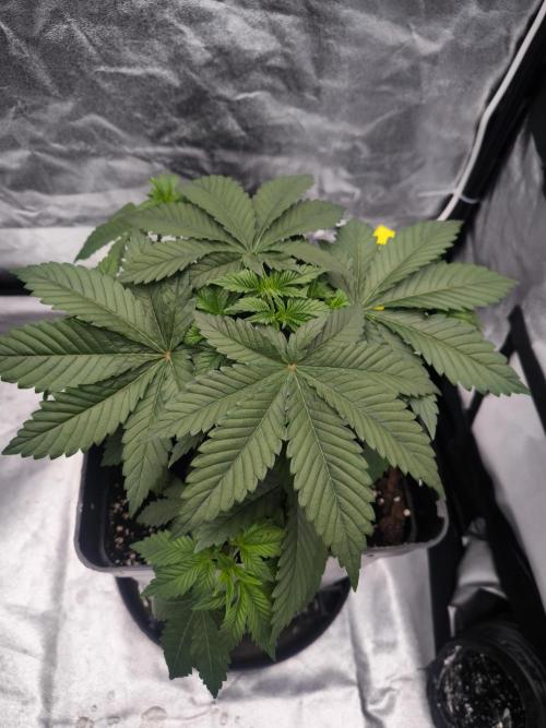 Black Domina. Week 4
