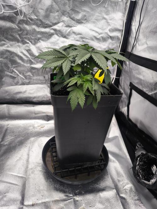 Black Domina. Week 4