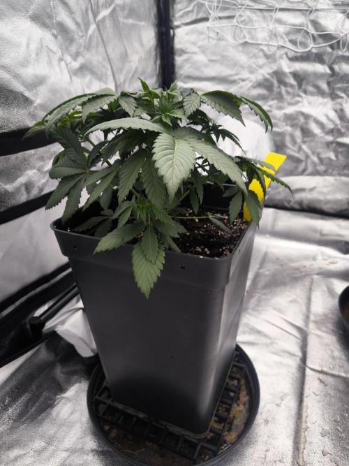 Black Domina. Week 4