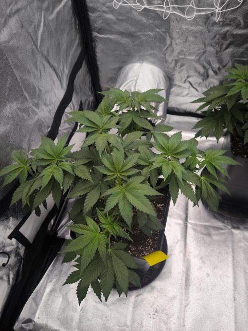 Black Domina. Week 5