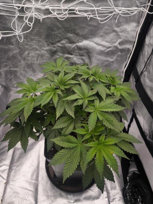 Black Domina. Week 5