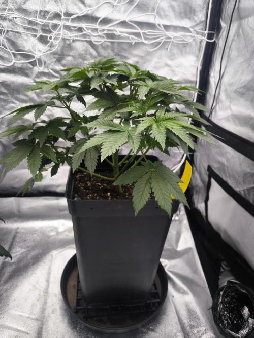 Black Domina. Week 5