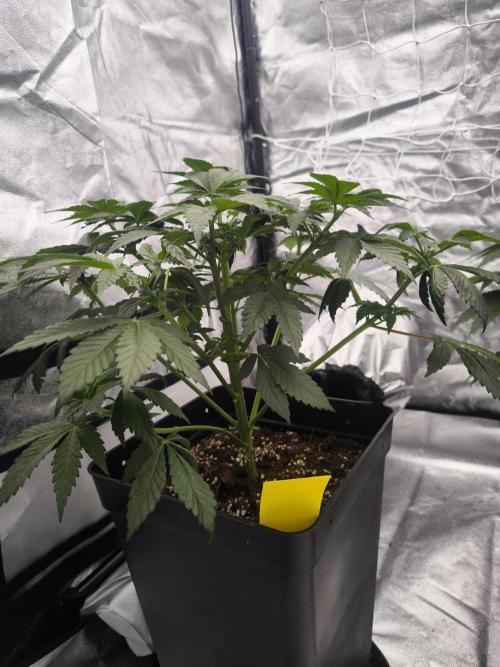 Black Domina. Week 5
