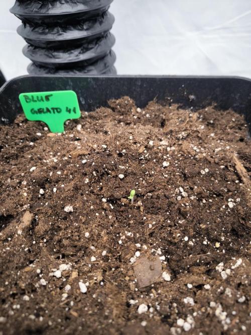 Blue Gelato & Mona Lisa. Week 0