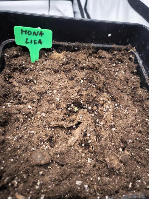 Blue Gelato & Mona Lisa. Week 0
