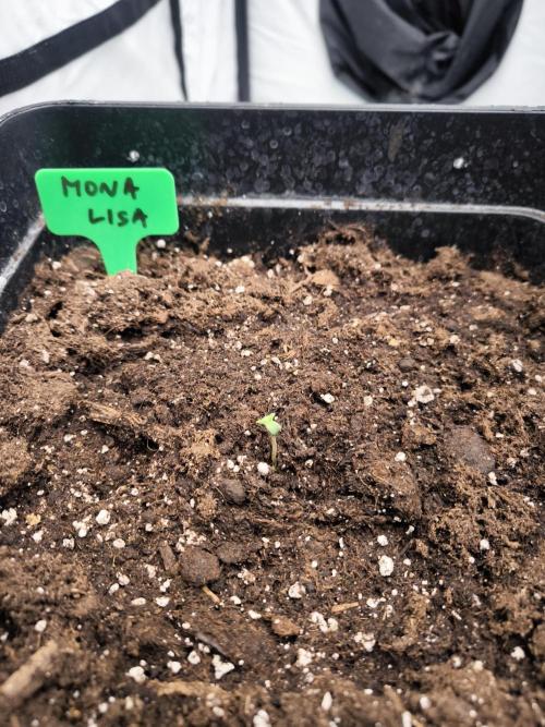 Blue Gelato & Mona Lisa. Week 0