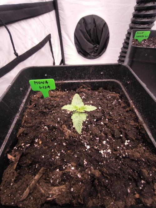 Blue Gelato & Mona Lisa. Week 1