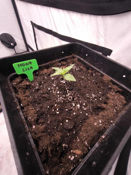 Blue Gelato & Mona Lisa. Week 1
