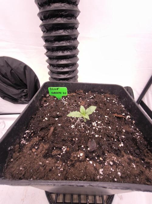 Blue Gelato & Mona Lisa. Week 1
