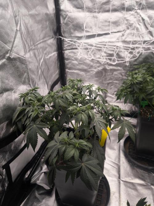 Black Domina. Week 6