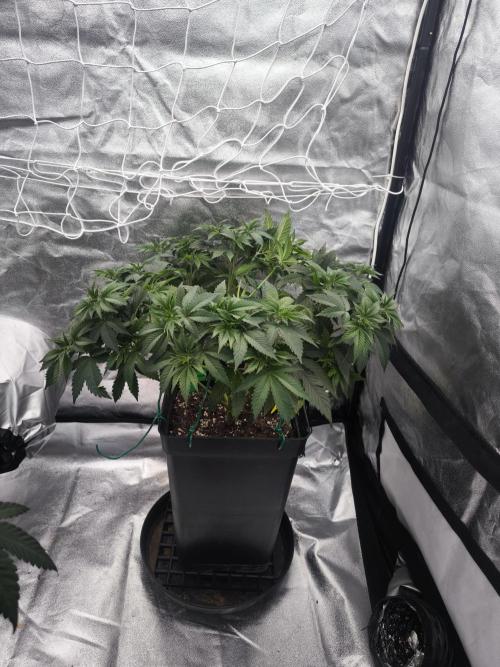 Black Domina. Week 6