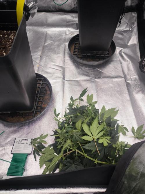 Black Domina. Week 6