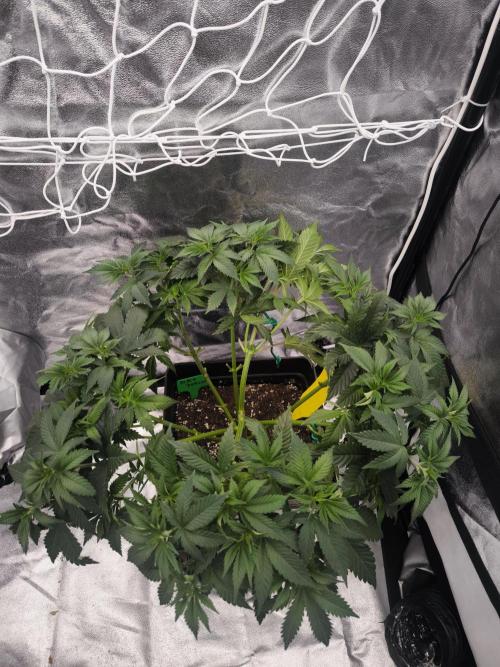 Black Domina. Week 6