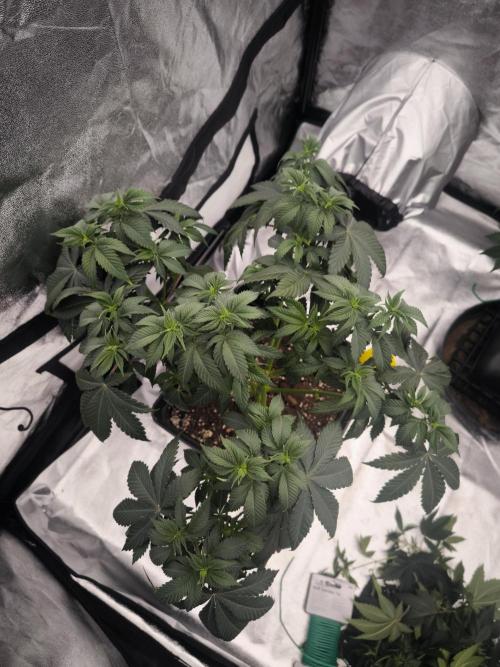 Black Domina. Week 6