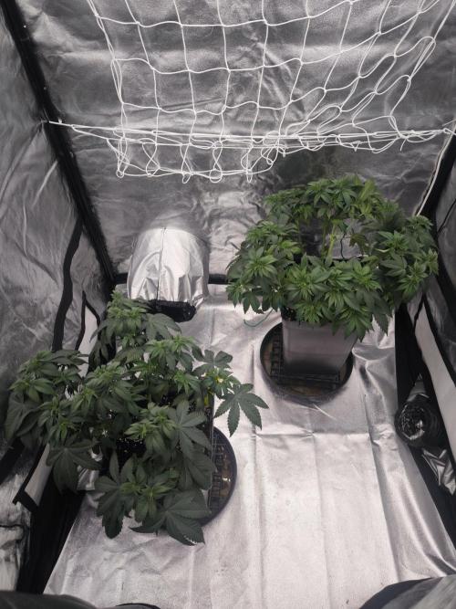 Black Domina. Week 6