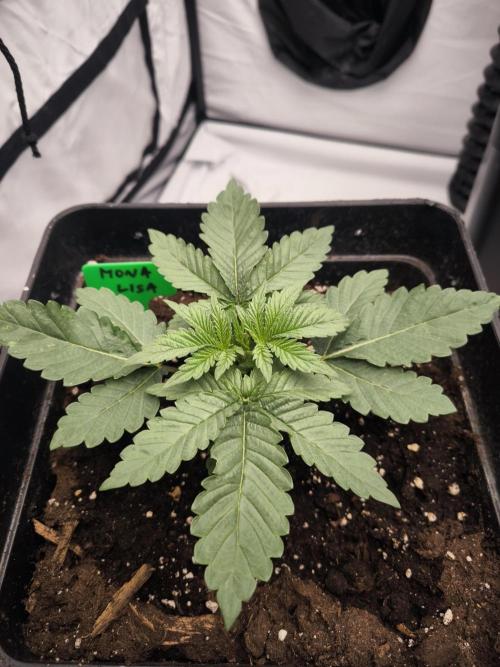 Blue Gelato & Mona Lisa. Week 2
