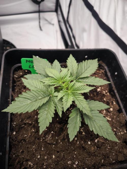 Blue Gelato & Mona Lisa. Week 2