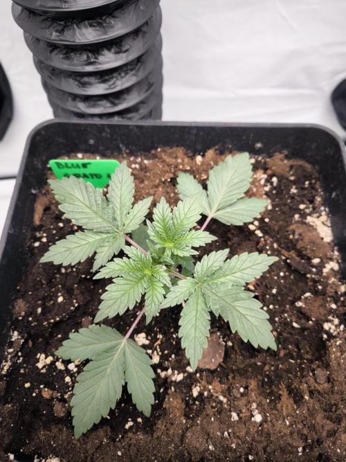 Blue Gelato & Mona Lisa. Week 2